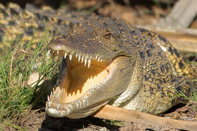 1 Day Corroboree Billabong Wetland Experience including 2.5 hour cruise + lunch - Darwin hotel pickup, then straight into Mary River country