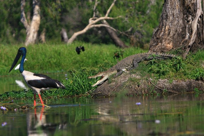 1 Day Corroboree Billabong Wetland Experience including 2.5 hour cruise + lunch - The Corroboree Billabong cruise: 2.5 hours to scan the banks