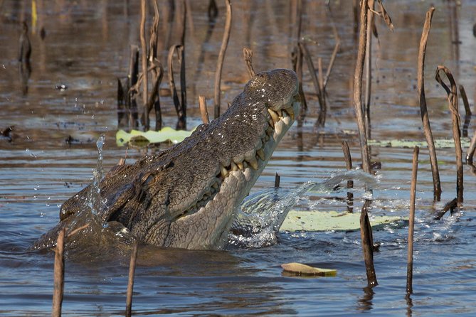 1 Day Corroboree Billabong Wetland Experience including 2.5 hour cruise + lunch - Lunch on board: picnic comfort with a wild backdrop