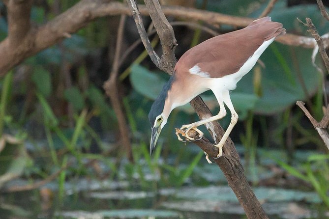 1 Day Corroboree Billabong Wetland Experience including 2.5 hour cruise + lunch - Croc-spotting odds, bird variety, and how your guide changes the day