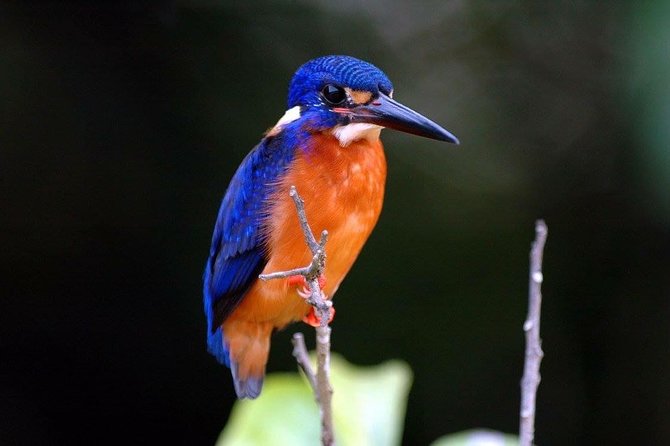 1-Hour Daintree River wildlife cruise - On the water: what the guide actually helps you notice