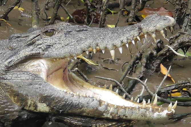 1-Hour Daintree River wildlife cruise - Crocodile spotting without the hype: set expectations the smart way