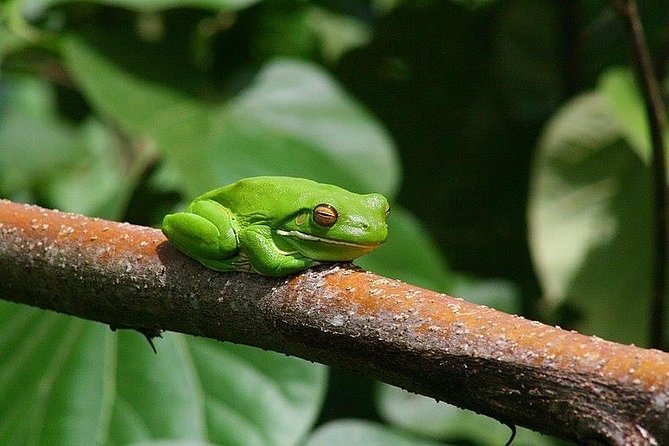 1-Hour Daintree River wildlife cruise - Refreshments at the end: a small detail worth not ignoring
