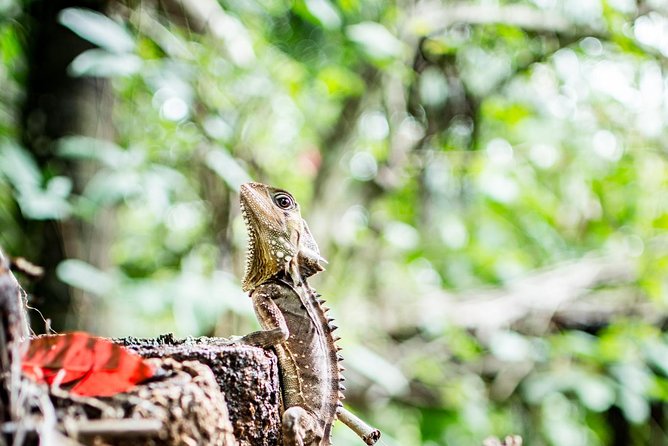 1-Hour Daintree River wildlife cruise - Getting to Bruce Belcher’s: the 200 to 250 meter walk factor
