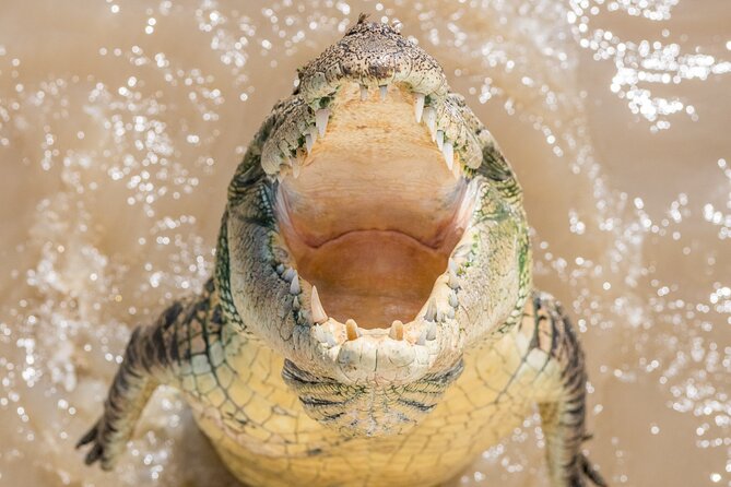 1 Hour Jumping Crocodile Cruise on the Adelaide River - Should you book this jumping crocodile cruise?
