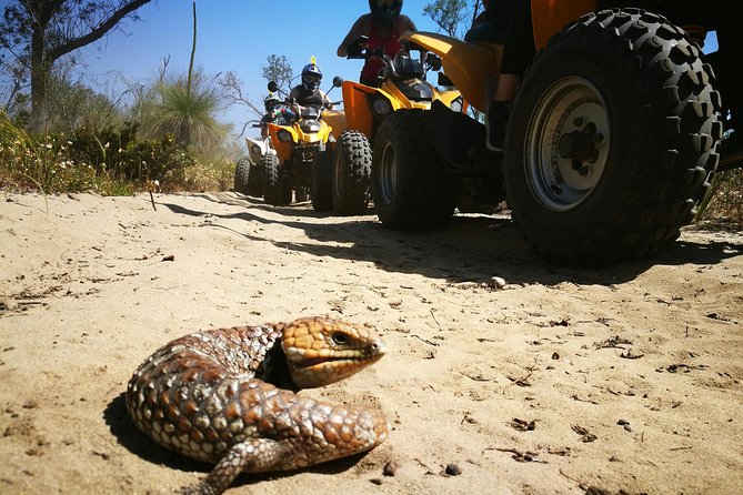 1 Hour Quad Bike Tours, only 30 minutes from Perth - Wildlife and the outdoors feel, without turning it into a nature lecture