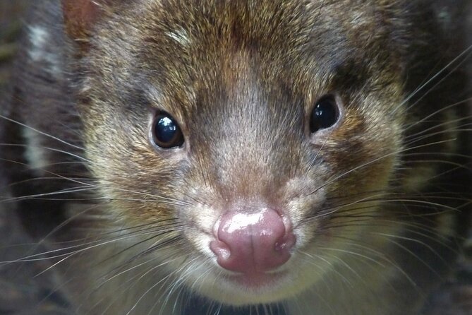 1-Hour Tasmanian Devil Feeding Day Tour at Cradle Mountain - Sanctuary Time: More Than a One-Show Visit
