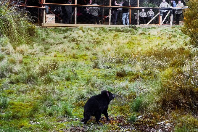 1-Hour Tasmanian Devil Feeding Day Tour at Cradle Mountain - Weather and Comfort: Outdoors, All Seasons