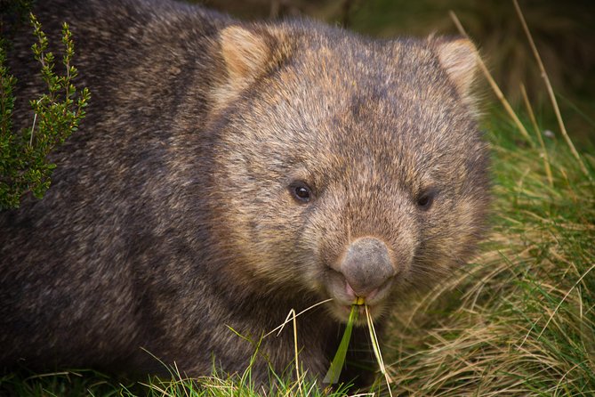 1-Hour Tasmanian Devil Feeding Day Tour at Cradle Mountain - Group Size: Why Max 45 Matters