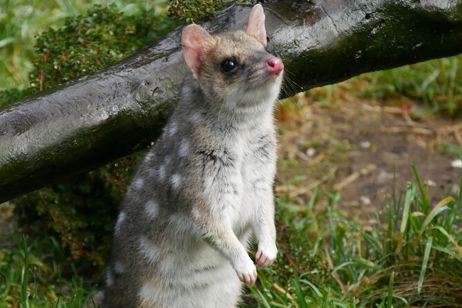 1-Hour Tasmanian Devil Feeding Day Tour at Cradle Mountain - What the 1-Hour Tour Actually Feels Like