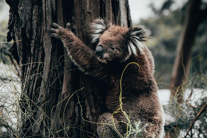 12 Apostles, Otways & Great Ocean Road Day Tour - Small Group - 5 things that make this day tour work