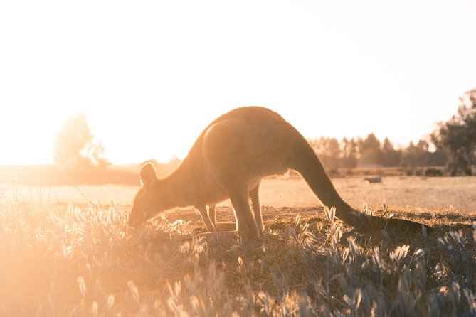 12 Apostles, Otways & Great Ocean Road Day Tour - Small Group - Apollo Bay and Lorne: beach town breaks and a realistic lunch budget