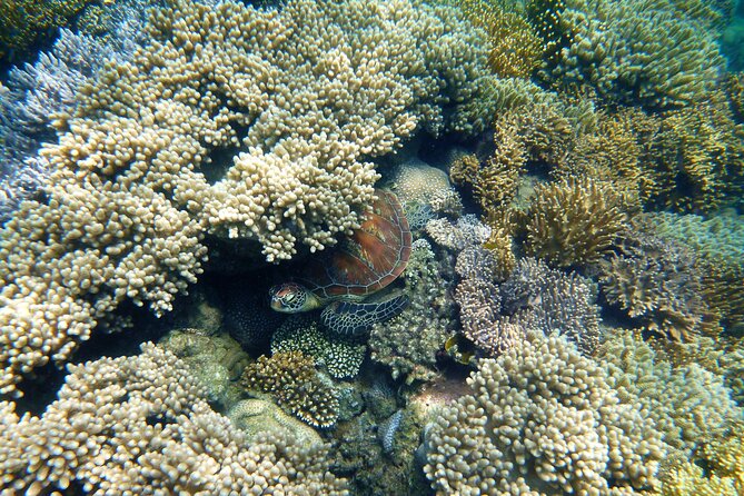 2 1/4 hr Low Isles Reef Sprinter Snorkeling Tour-No Island Access - Low Isles snorkeling from the boat, not the island