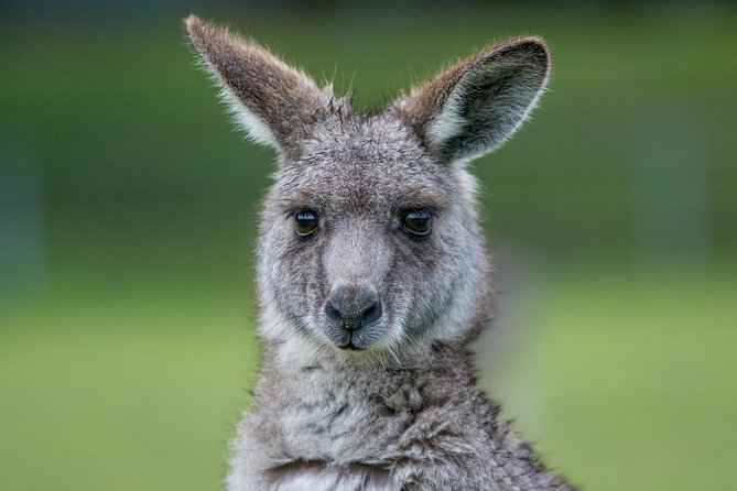 2-Day Melbourne to Adelaide Tour via Great Ocean Road Grampians - 2 days, 2 regions, one efficient route (Melbourne to Adelaide)