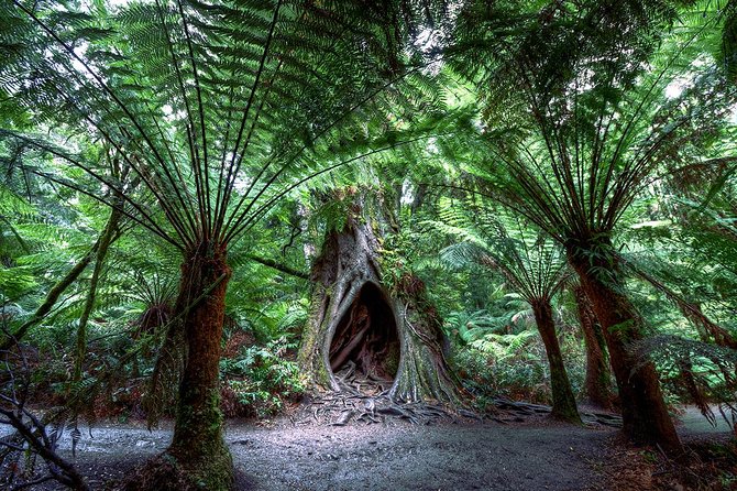 2-Day Melbourne to Adelaide Tour via Great Ocean Road Grampians - Day 1: Loch Ard Gorge, the Twelve Apostles, and wildlife breaks