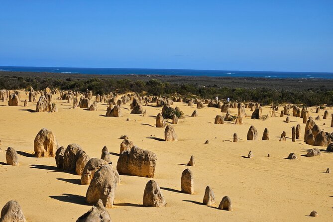 2 day Pink Lake and Kalbarri Tour - The Leaning Trees: a quirky stop with real science