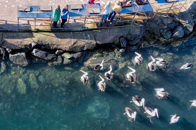 2 Hour Highlights of Eden Tour - When to come: whales, dolphins, and other seasonal wildlife