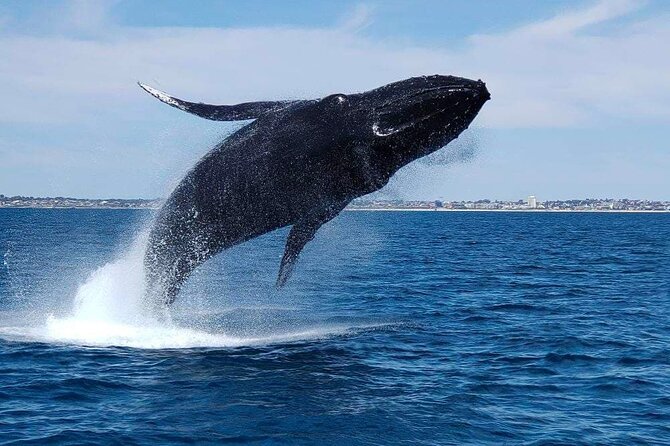 2 Hour Whale-Watching Cruise from Hillarys Boat Harbour - Hillarys Boat Harbour whale watching, what you’re really buying