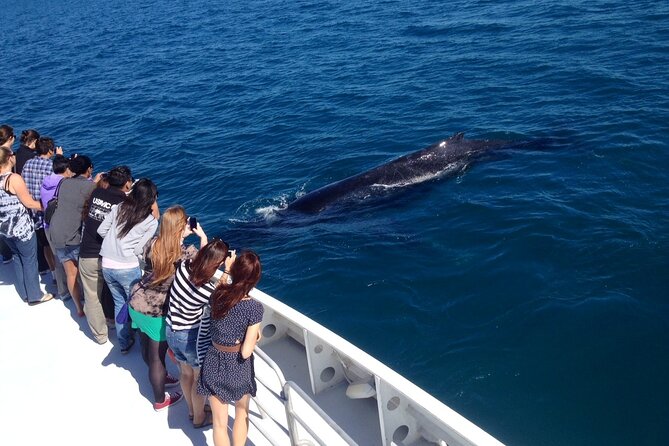 2 Hour Whale-Watching Cruise from Hillarys Boat Harbour - Getting to Hillarys, pickup vs. self-drive reality