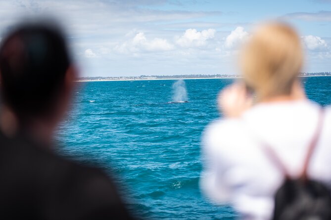 2 Hour Whale-Watching Cruise from Hillarys Boat Harbour - Onboard Rottnest Fast Ferries, the vibe and the search