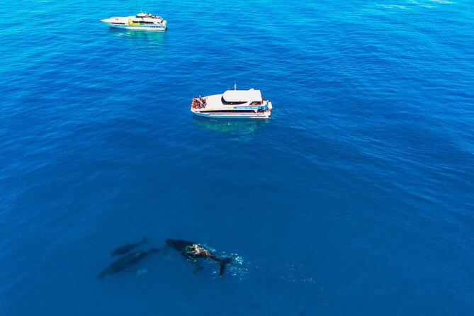 2 Hour Whale-Watching Cruise from Hillarys Boat Harbour - What you might see: humpbacks, dolphins, and how the crew handles sightings