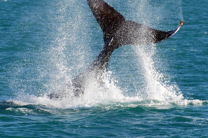 2 Hour Whale-Watching Cruise from Hillarys Boat Harbour - Price and value at about $55.94 per person