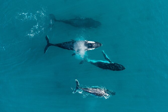 2 hour whale watching experience departing Hillarys Boat Harbour - Hillarys Boat Harbour, the humpback season, and why this timing matters