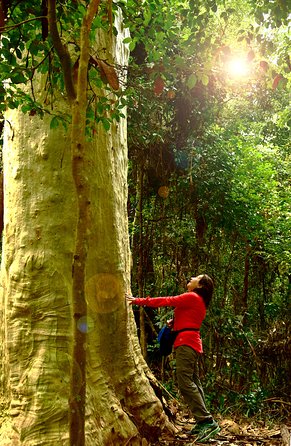 3 Day Murramarang Coast Journey from Batemans Bay with Meals and Villa Accom - Day 3: rainforest walking to Pebbly Beach, kangaroos in the spotlight