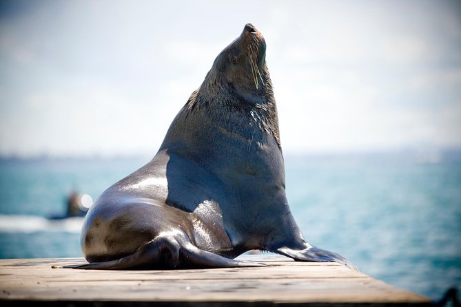 3-Hour Dolphin and Seal Sightseeing Cruise, operated with swim tour passengers - Why Sorrento and Port Phillip Bay are a smart 3-hour choice