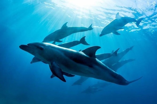 3 hour Dolphin and Seal Swim (NOV-APR) - Key highlights you can count on