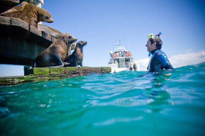 3 hour Dolphin and Seal Swim (NOV-APR) - Chinaman’s Hat: where seal time becomes personal