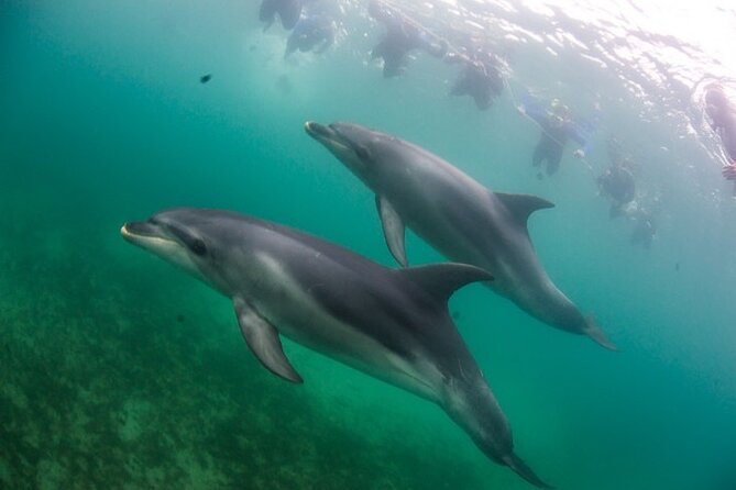 3 hour Dolphin and Seal Swim (NOV-APR) - Lunch on the water, then you reset for dolphins