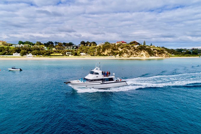 3 hour Dolphin and Seal Swim (NOV-APR) - Dolphin swim: how the guides handle the pod approach