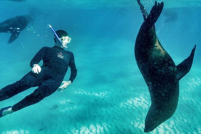 3 hour Dolphin and Seal Swim (NOV-APR) - Improve your odds by choosing your departure time wisely