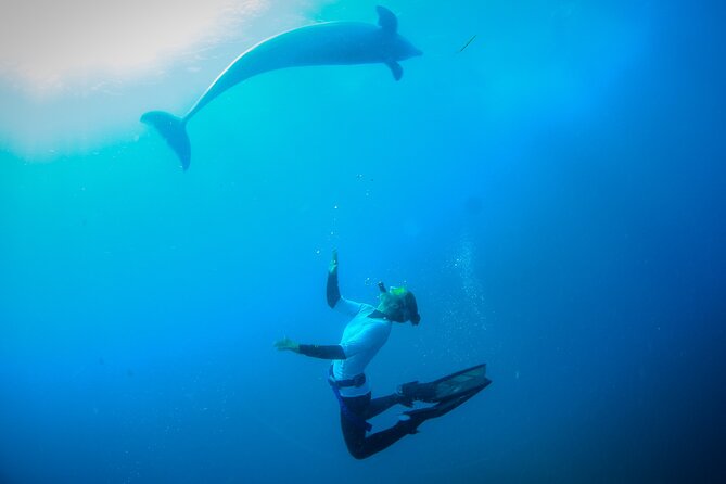 3 hour Dolphin and Seal Swim (NOV-APR) - Why Port Phillip Bay residents matter
