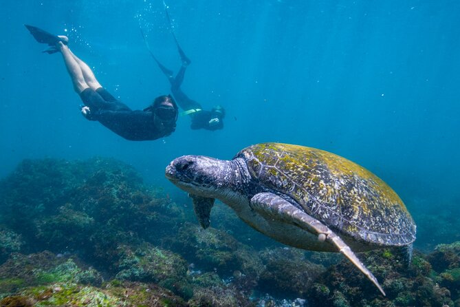 30 min Jet Ski Safari - Who This Tour Suits Best (and Who Might Not)
