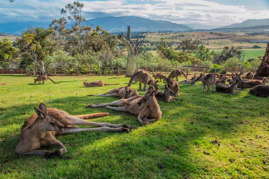 3D Tasmanian Highlights: Hobart, Port Arthur & Bruny Island - Day 3 to Port Arthur: Convict History and a Free-Floating 4 Hours
