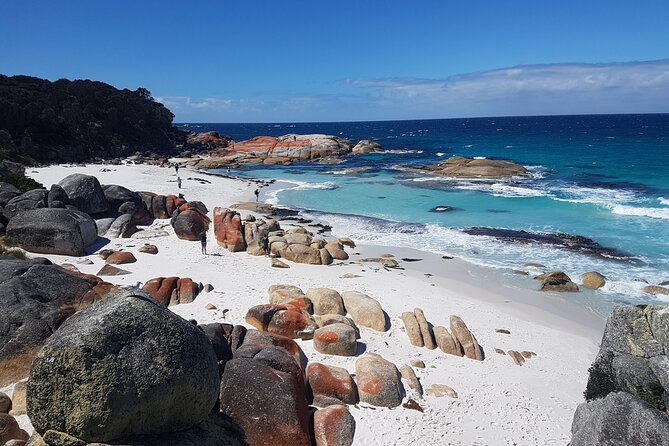 4 Day Wild Tasmania Tour / Wildlife, Nature, Hiking / Inc. Accom - A Hobart to Hobart 4-day loop that saves you from a rental car headache