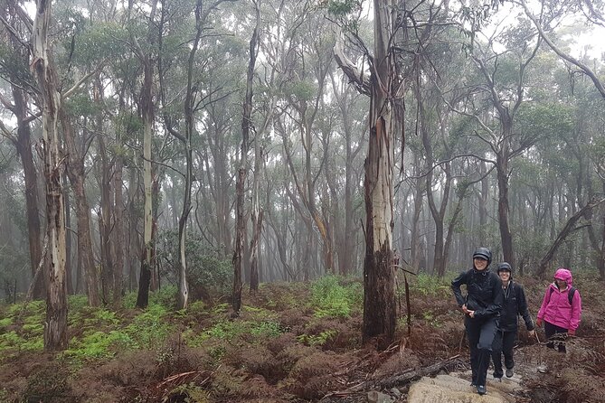 4 Day Wild Tasmania Tour / Wildlife, Nature, Hiking / Inc. Accom - Day 3: Bay of Fires beach time, orange lichen boulders, and Tasmanian Devil feeding in Bicheno