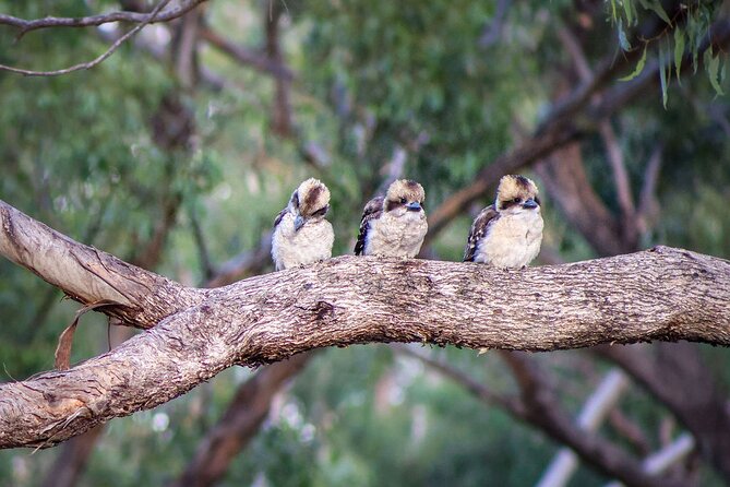 4 Night Murray River Explorer - PS Emmylou - Price and value around $2,169 per person