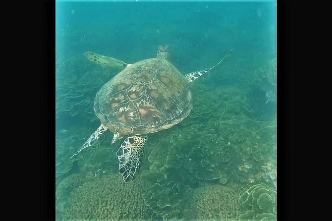 4H Snorkeling and Fishing Cruise on Magnetic Island - Why This 4-Hour Cruise Beats a DIY Day on the Water