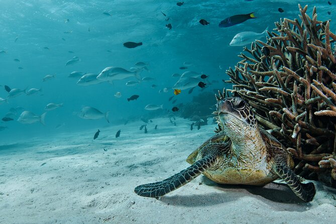 5 Night Ningaloo Reef Ningaloo Escape from Coral Bay - Norwegian Bay whaling station ruins and shipwreck snorkel time