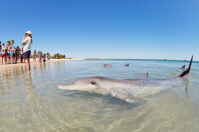 6-Day Coral Coaster from Perth to Exmouth One-Way via Monkey Mia Ningaloo Reef - Coral Coast to Ningaloo in six days: why this trip feels worth it