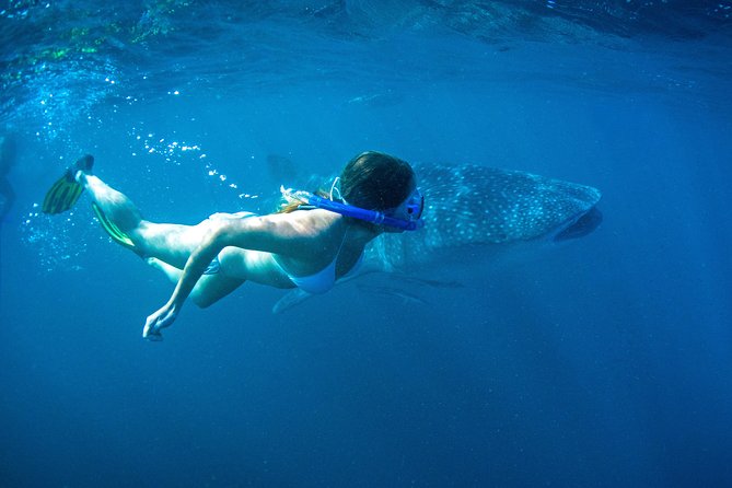 6-Day Coral Coaster from Perth to Exmouth One-Way via Monkey Mia Ningaloo Reef - Group size, comfort, and the reality of long drive days
