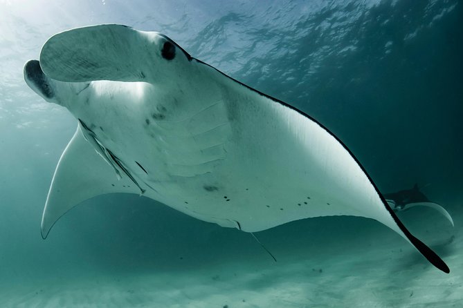 6-Day Coral Coaster from Perth to Exmouth One-Way via Monkey Mia Ningaloo Reef - Wildlife and snorkeling options at Ningaloo and Monkey Mia