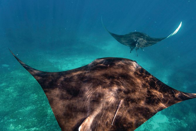 7-Day Exmouth Explorer via Pinnacles Monkey Mia Ningaloo Reef returning to Perth - Key takeaways before you go