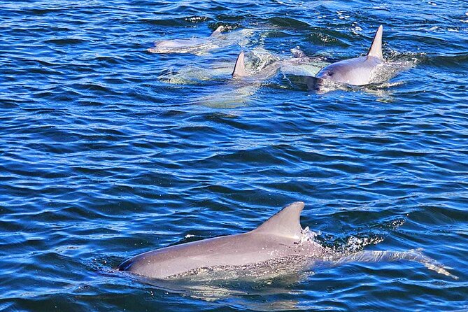 90 Minute Port River Dolphin & Ships Graveyard Cruise - Meeting at Port Adelaide, Then Straight Onto the Water