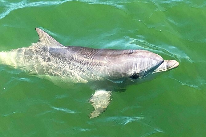 90 Minute Port River Dolphin & Ships Graveyard Cruise - Price Value: Why $63-ish Makes Sense for What You Get