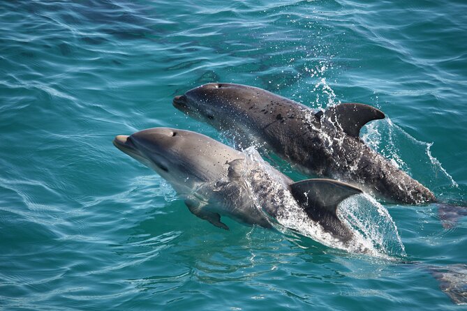 90 minute wildlife and scenic cruise - Mornington Peninsula Wildlife in 90 Minutes