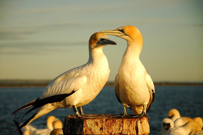 90 minute wildlife and scenic cruise - Pope’s Eye Marine Park: Where Australasian Gannets Steal the Show